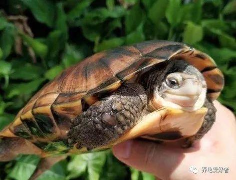 草龟视频,揭秘龟类生活习性及养护技巧