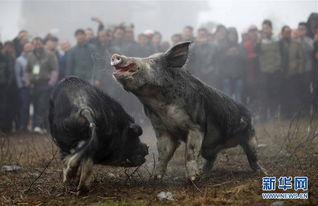 斗猪比赛视频播放,激战正酣，精彩瞬间回顾